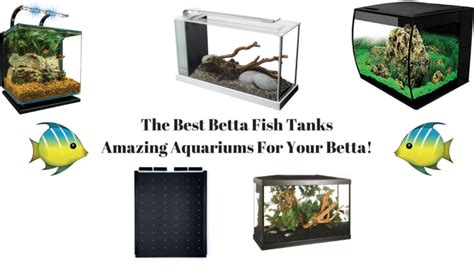 The 7 Best Betta Fish Tanks For 2024 [Tested And Reviewed].